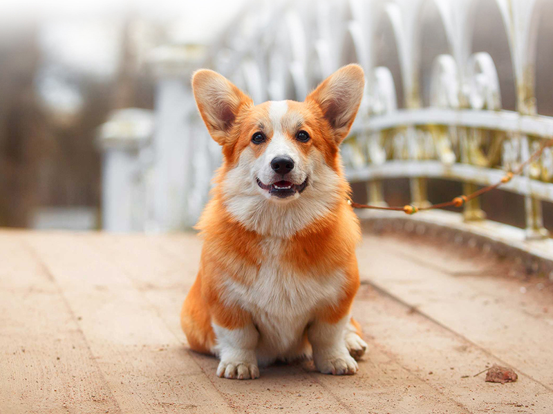热带观赏鱼——神仙鱼